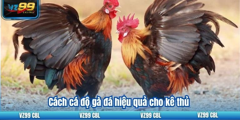 Cách cá độ gà đá hiệu quả cho kê thủ
