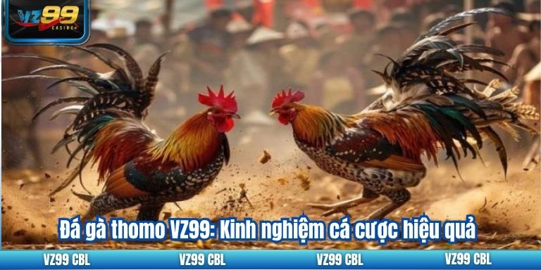 Đá gà thomo VZ99: Kinh nghiệm cá cược hiệu quả
