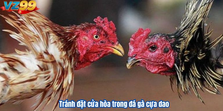 Tránh đặt cửa hòa trong đá gà cựa dao