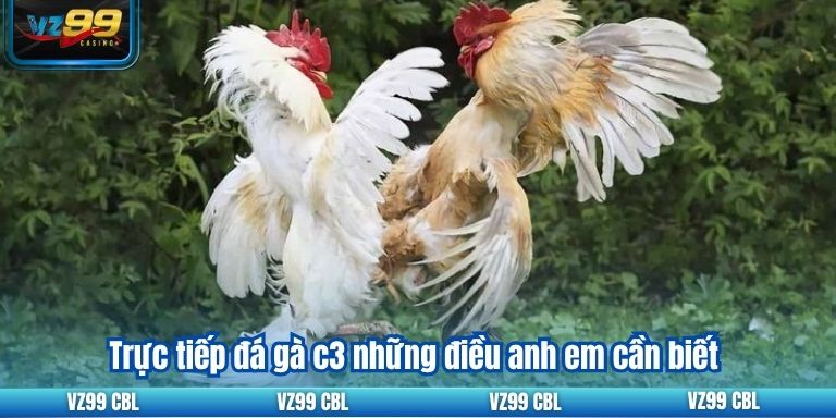 Trực tiếp đá gà c3 những điều anh em cần biết